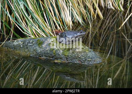 Sumpffrosch, Pelophylax ridibundus ein Frosch sonnt sich auf einem kleinen Teich Stockfoto