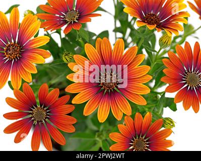 Osteospermum ecklonis, Cape marguerite oder afrikanische Gänseblümchen mit einer bunten Blütenkombination von Orange bis Lila auf weißem Hintergrund Stockfoto