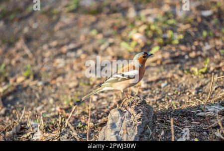 Der gewöhnliche Buchfink, Fringilla coelebs, sitzt im Frühjahr auf dem Boden. Schöner Waldvögel gewöhnlicher Buchfink in der Tierwelt. Der gewöhnliche Buchfink oder sim Stockfoto