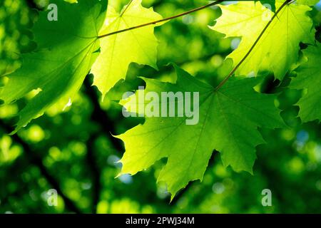 Sycamore Ahorn, Acer pseudoplatanus, Frühling, Grün, Laub, Sonnenlicht, Frisch, Blatt, Sonnenlicht Stockfoto