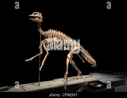 Das lebensgroße Skelett des edmontosaurus im Museum Stockfoto