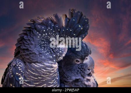 Australisches Rotschwanz-Cockatoo-Paar Stockfoto