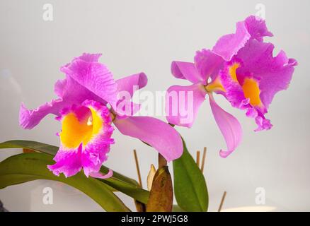 Orchid Cattleya Blc. Trium Phal Krönung Seto Heimblume. Große rosa violette Knospen. Phalaenopsis seltener Orchideen labiata. Weißer Hintergrund. Große Blumen Topf Garten Cattleya orchidaceae Familie. Stockfoto