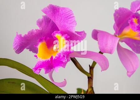 Orchid Cattleya Blc. Trium Phal Krönung Seto Heimblume. Große rosa violette Knospen. Phalaenopsis seltener Orchideen labiata. Weißer Hintergrund. Große Blumen Topf Garten Cattleya orchidaceae Familie. Stockfoto