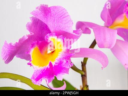 Orchid Cattleya Blc. Trium Phal Krönung Seto Heimblume. Große rosa violette Knospen. Phalaenopsis seltener Orchideen labiata. Weißer Hintergrund. Große Blumen Topf Garten Cattleya orchidaceae Familie. Stockfoto