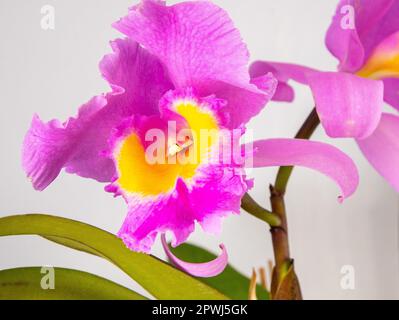 Orchid Cattleya Blc. Trium Phal Krönung Seto Heimblume. Große rosa violette Knospen. Phalaenopsis seltener Orchideen labiata. Weißer Hintergrund. Große Blumen Topf Garten Cattleya orchidaceae Familie. Stockfoto