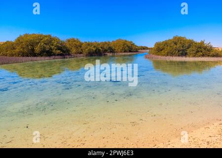 Mangrovenbäume im Ras Mohammed Nationalpark, Sinai Halbinsel in Ägypten Stockfoto