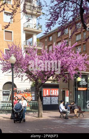 Barcelona, Spanien 22. April 2024, Cercis siliquastrum, gemeinhin als Judas-Baum bekannt, blüht im öffentlichen Garten. Die Leute sitzen auf einer Bank Stockfoto