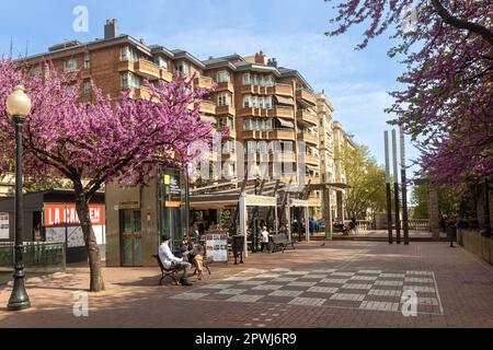 Barcelona, Spanien 22. April 2024, Cercis siliquastrum, gemeinhin als Judas-Baum bekannt, blüht im öffentlichen Garten. Die Leute sitzen auf einer Bank Stockfoto