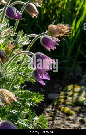 Pulsatilla vulgaris (Lumbago) blüht im Garten. Im Frühling blühende Traumgras-Blumen. Stockfoto