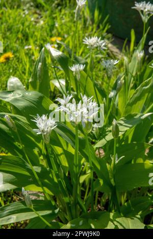 Blühender Bärlauch (Allium ursinum) im Garten. Die Pflanze wird auch als Ramsons, Buckrams, breitblättriger Knoblauch, Holzknoblauchzehen, Bärlauch oder Be bezeichnet Stockfoto