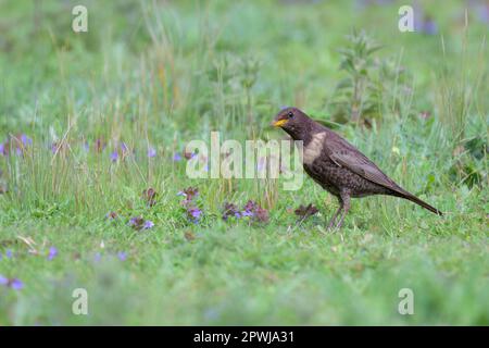 Ring Ouzel Turdus torquatus auf der Suche nach Nahrung am Rande einer Pferdekoppel in Snettisham, Nordwest-Norfolk, Großbritannien Stockfoto