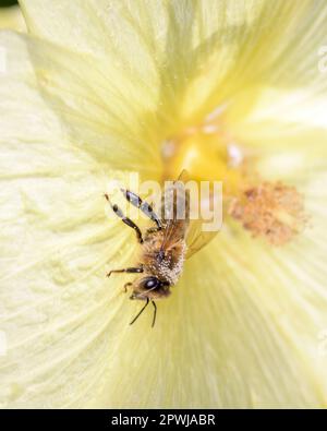 Bee - APIs mellifera - bestäubt eine Blüte des russischen Schockes - Alcea rugosa Stockfoto