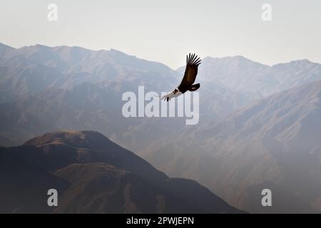 Andenkondor (Vultur gryphus), der über den Andengebirgen in der Nähe von Tupungato, Provinz Mendoza, Argentinien, ragt. Stockfoto