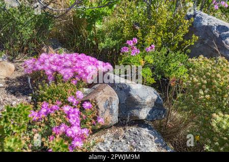 Rosa Aster-Fynbos Blumen wachsen auf Felsen auf dem Tafelberg, Kapstadt, Südafrika. Üppige Landschaft aus Sträuchern mit bunter Flora und Pflanzen in einem pe Stockfoto