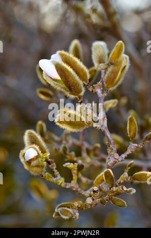 Magnolia Stellata nannte sie manchmal Sternmagnolienblüte im Frühling. Nahaufnahme der schönen, blumigen Natur, die aus dem japanischen Ökosystem stammt, bei der Aufnahmen w Stockfoto