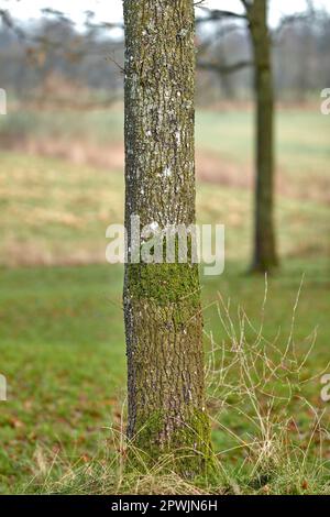 Moos und Algen wachsen auf einem Stamm aus weißer Esche in einem Park oder Wald im Freien. Landschaftlich reizvolle und üppige Naturlandschaft mit Holzstruktur aus alter Rinde auf einem Stockfoto