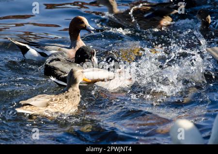 Mallards Anas platyrhynchos, eurasischer Coot Fulica atra und eurasische Witwe Mareca penelope kämpfen um Nahrung. Yamanako-See. Honshu. Japan. Stockfoto