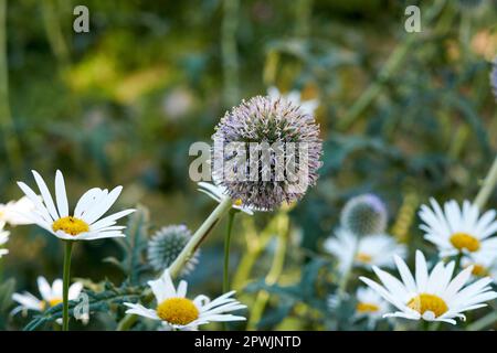 Die Blume einer lilafarbenen Kugel mit Gänseblümchen im Garten. Wunderschöne mehrjährige Blütenpflanze echinops im Freien mit grünem Stiel und Blättern Stockfoto