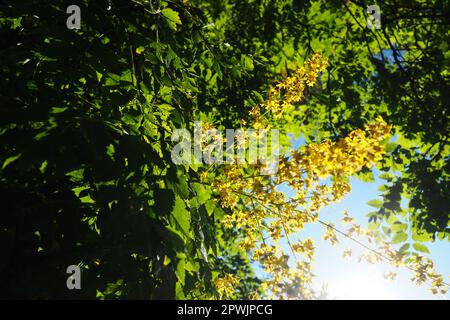 Koelreuteria paniculata ist eine Blumenpflanzenart der Familie Sapindaceae. Ein Baum blüht mit gelben Blumen. Goldenrainbaum, Stolz von Indi Stockfoto