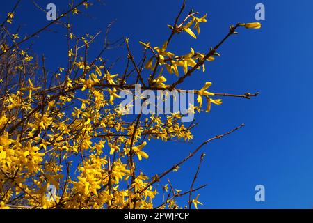 Forsythia ist eine Gattung von Sträuchern und kleinen Bäumen der Familie Oliven. Zahlreiche gelbe Blüten auf Zweigen und schießt gegen einen blauen Himmel. Lamiaceae Olive Stockfoto