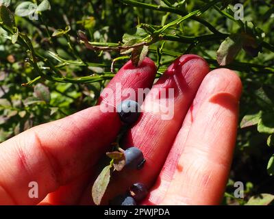 Mit der Hand gemeine Blaubeeren pflücken. Finger mit Blaubeersaft befleckt. Heidelbeere oder Blaubeermyrte Vaccinium myrtillus, ein niedrig wachsender Strauch, Gattung Stockfoto