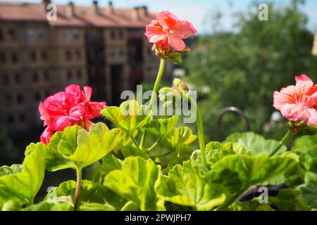 Rosa zonale Geranien auf der Fensterbank. Pelargonium peltatum ist eine Art von Pelargonium, die unter den gebräuchlichen Bezeichnungen Pelargonium grandiflorum bekannt ist. Cranesbil Stockfoto