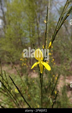 Natürliche vertikale Weitwinkelaufnahme, eine gelbe Blume aus gewöhnlichem oder Scotch-Besen, Cytisus scoparius Stockfoto