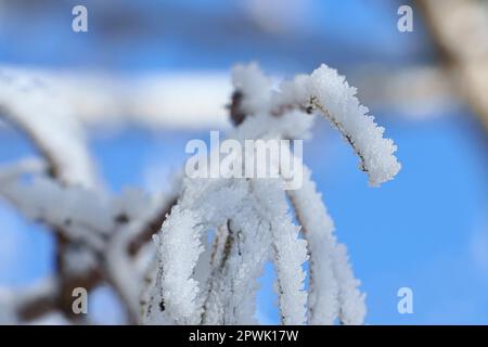 Eiskristalle bilden sich auf Ästen und frieren in alle Richtungen ein. Es wurde eine reichlich strukturierte und bizarre Form geschaffen. Winteraufnahme aus der Natur Stockfoto