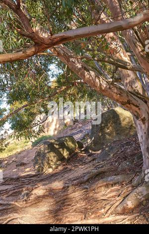 Große Baumwurzeln und Felsen entlang eines Wanderwegs an einem sonnigen Sommertag. Die Wälder mit üppigen grünen Blättern in einem nationalen Naturschutzpark. Rüssel oder Stockfoto