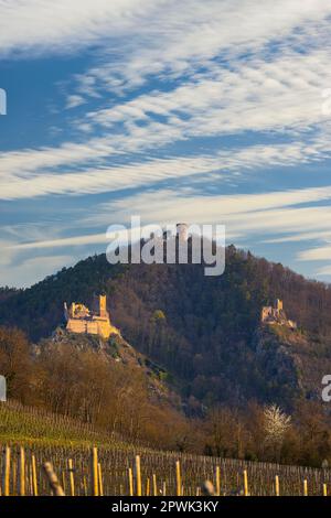 Ruinen von Chateau de Saint-Ulrich, Ruinen von Chateau du Girsberg und Chateau du Haut-Ribeaupierre in der Nähe von Ribeauville, Elsass, Frankreich Stockfoto