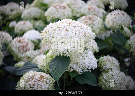 Blüten von Hydrangea arborescens. Nahaufnahme. Kunstlinse. Wirbelndes Bokeh. Konzentriere dich auf die Mitte. Stockfoto