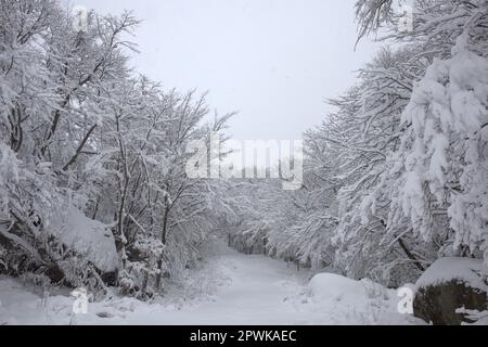 Schneebedeckte Straße im Winterfrost Stockfoto
