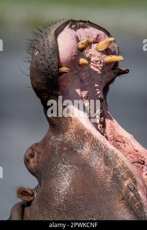 Nahaufnahme des Nilpferds in der Mündung des Flusses Stockfoto