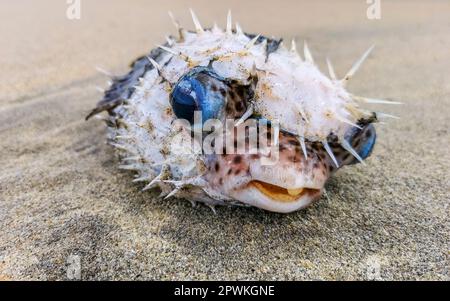 Toter Kugelfisch, der am Strand gewaschen wurde, liegt auf dem Sand in Zicatela Puerto Escondido Oaxaca Mexiko. Stockfoto