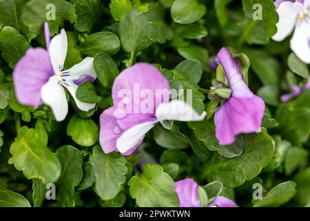 Hübsche Viola „Pink Wings“, Viola „Sorbet Pink Wings“ blühen. Natürliches Pflanzenporträt aus nächster Nähe im Frühling, England Stockfoto