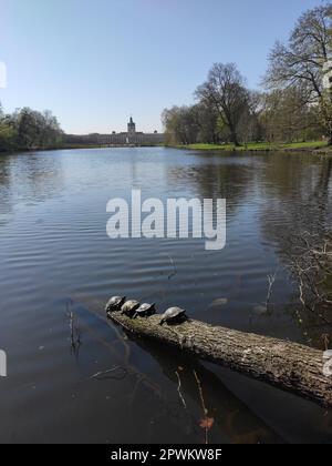 Schildkröten sonnen sich am Karpfenteich in den Gärtnern von Schloss Charlottenburg, Frühling 2023. Stockfoto