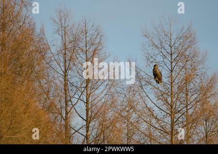 Junger Stellerscher Seeadler Haliaeetus pelagicus an einem Baum. Kiyosato. Hokkaido. Japan. Stockfoto