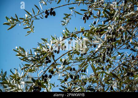 Olivenbäume in Almendres in der Nähe der Stadt Evora in Alentejo in Portugal. Portugal, Evora, Oktober 2021 Stockfoto