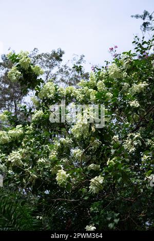 Japanische Pagode (Styphnolobium japonicum syn. Sophora japonica), im botanischen Garten bogor, indonesien Stockfoto