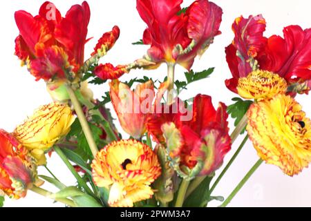 In Großbritannien angebaute Schnittblumen mit Papageientulpen und Ranunculus, Großbritannien Stockfoto