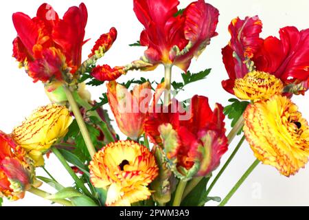 In Großbritannien angebaute Schnittblumen mit Papageientulpen und Ranunculus, Großbritannien Stockfoto