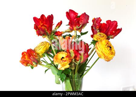 In Großbritannien angebaute Schnittblumen mit Papageientulpen und Ranunculus, Großbritannien Stockfoto