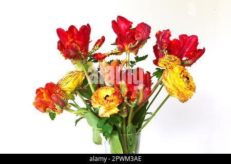 In Großbritannien angebaute Schnittblumen mit Papageientulpen und Ranunculus, Großbritannien Stockfoto