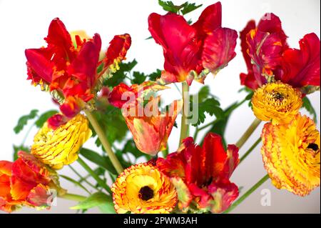 In Großbritannien angebaute Schnittblumen mit Papageientulpen und Ranunculus, Großbritannien Stockfoto