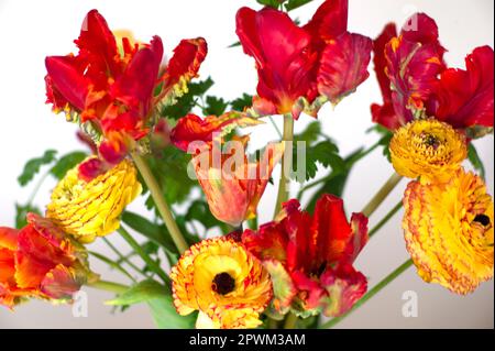 In Großbritannien angebaute Schnittblumen mit Papageientulpen und Ranunculus, Großbritannien Stockfoto