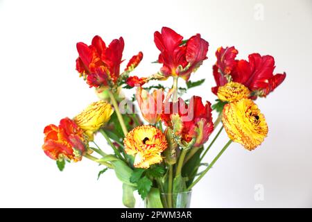 In Großbritannien angebaute Schnittblumen mit Papageientulpen und Ranunculus, Großbritannien Stockfoto