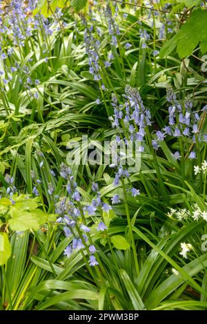 Intime Frühlingslandschaft mit Bluebells und neuem grünen Anbau Stockfoto