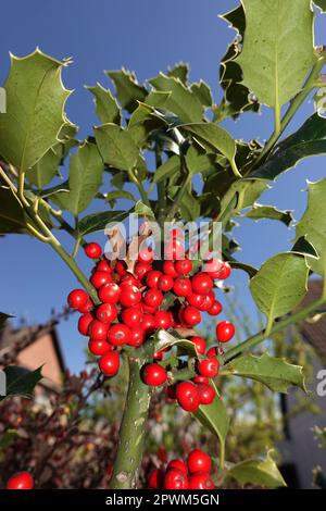 Europäische Stechpalme (Ilex aquifolium) oder Gewöhnliche Stechpalme, Hülse - rote Früchte am Strauch Stockfoto