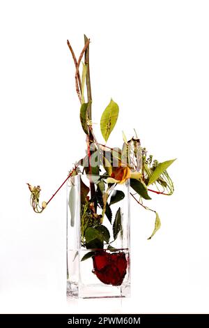 Kreatives Upside-down-Konzept - rote Rose mit Kopf in einer Blumenvase isoliert auf Weiß Stockfoto